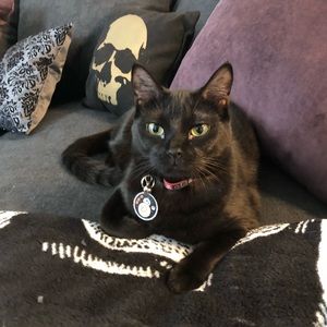 My name is Reznor the Cat.